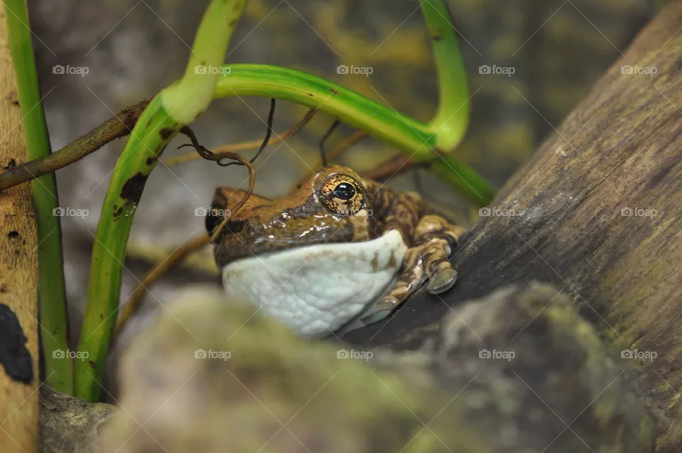 Fat frog