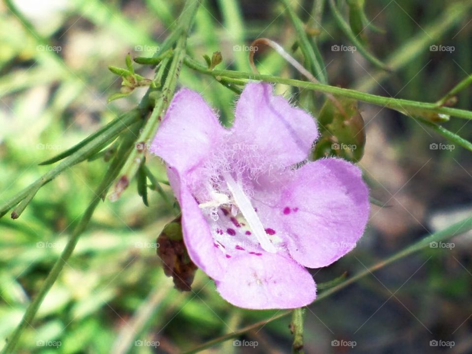 wildflower pink