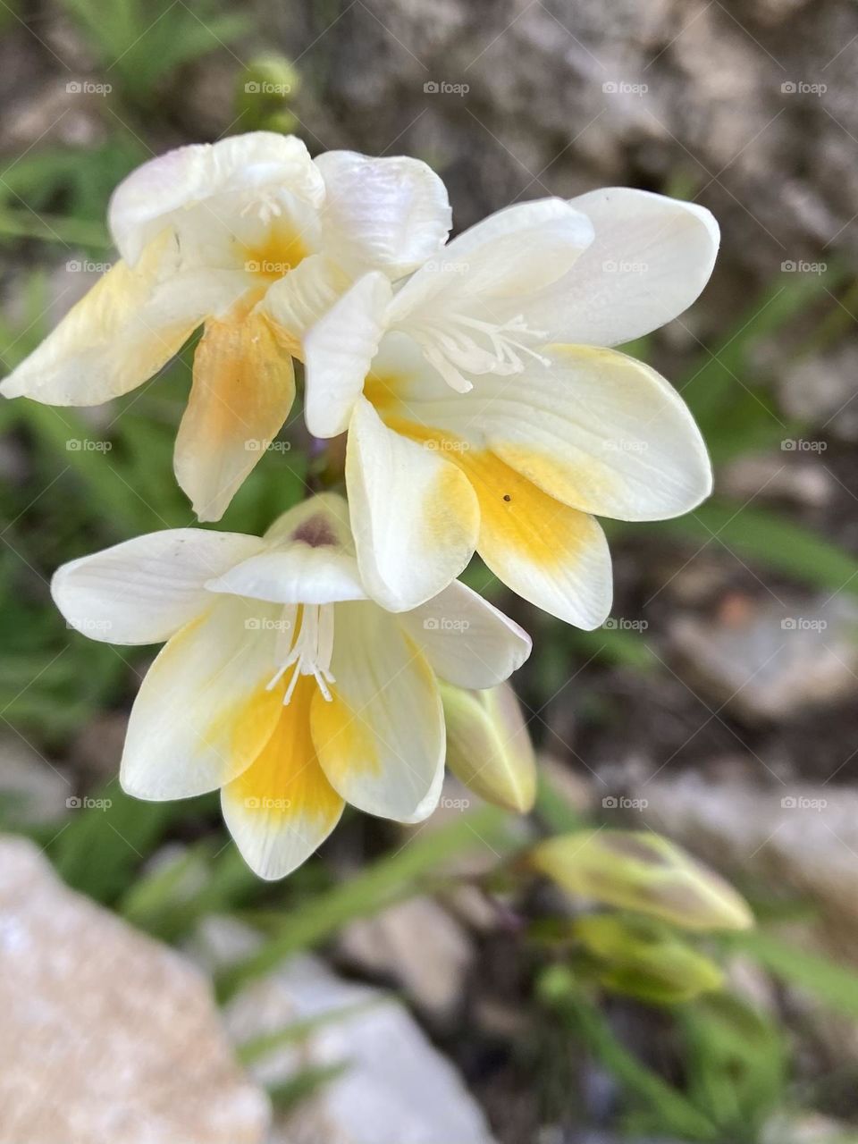 Joyful yellow and white flowers celebrating the arrival of spring.