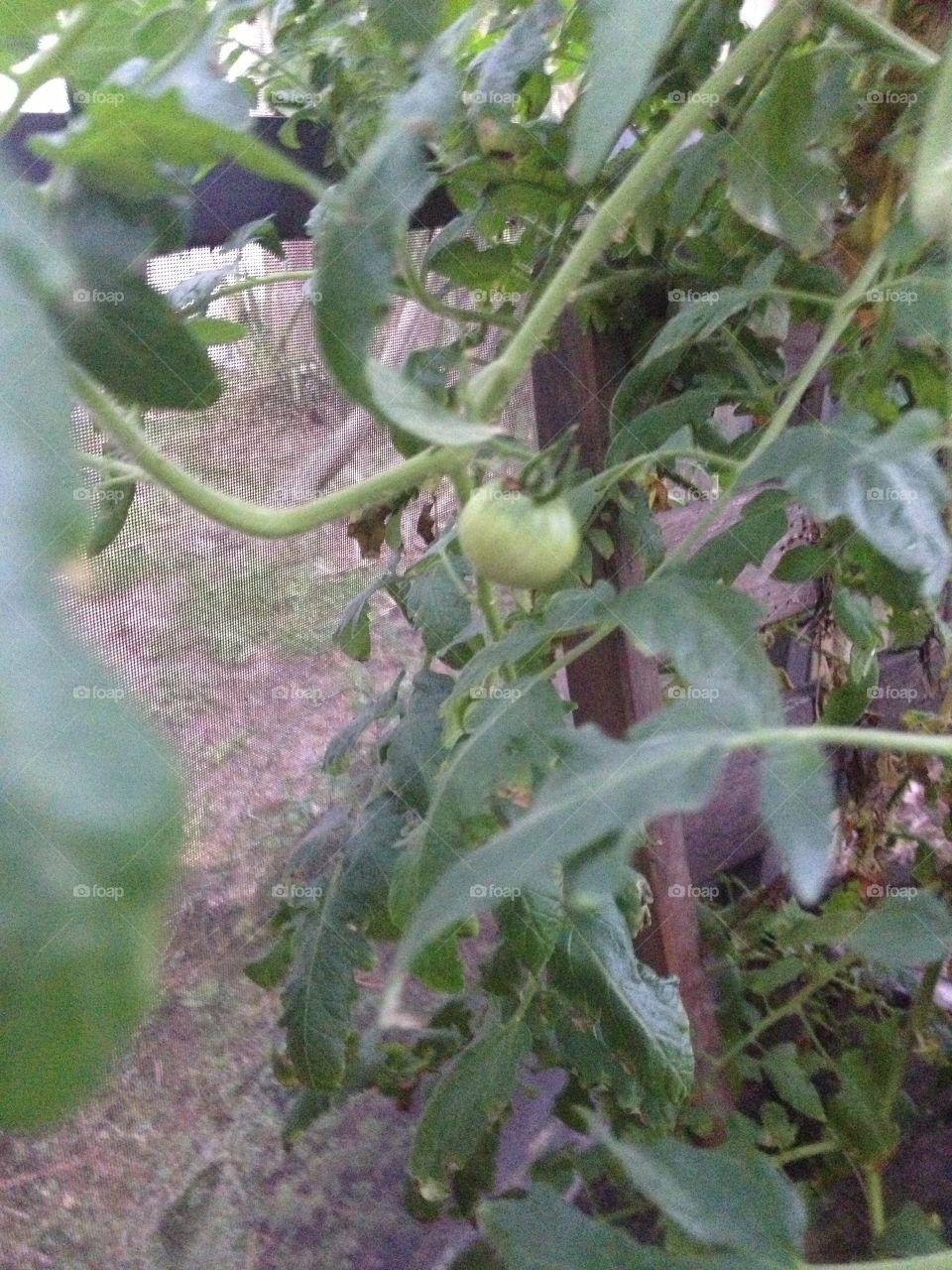 Tomato