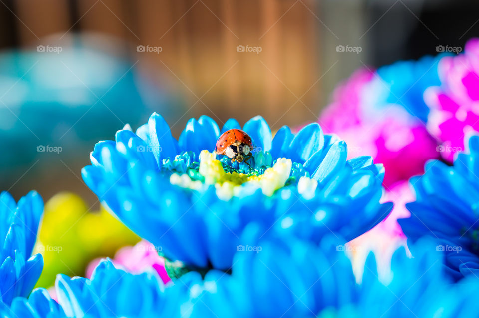 Ladybug on flower