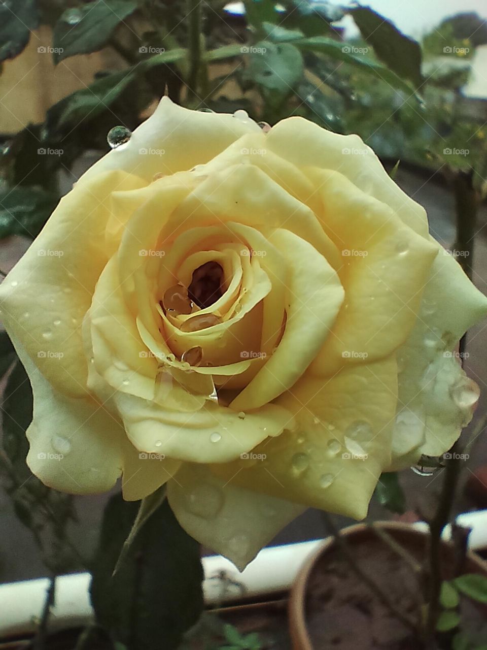 yellow rose