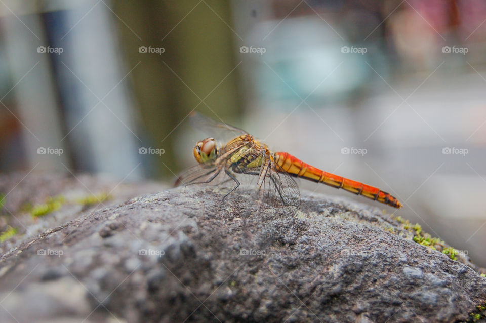 Japanese Dragonfly On Stone