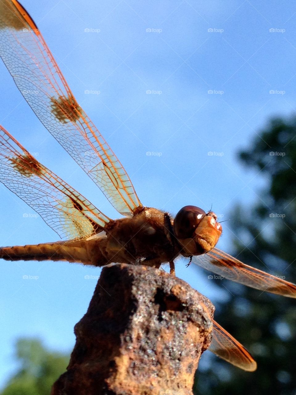 Dragonfly close up, blue sky with greenery background. Copper color & great details!