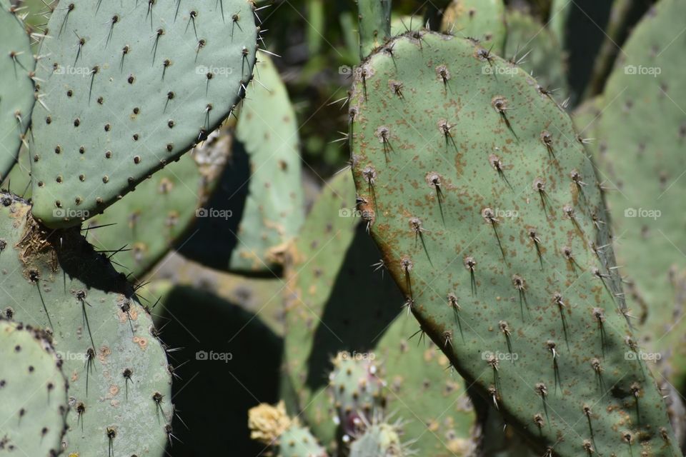 Cactus 