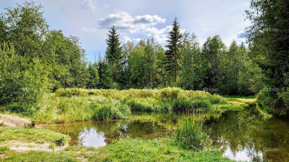 Summer Forest 🌲🌞🌳 Landscape 🌳🌞🌲Scenery🌲🌞🌳