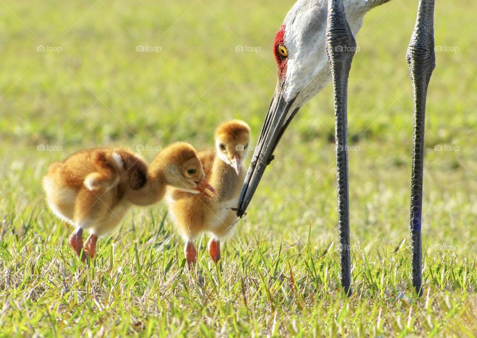 Mommy sand hill crane feeding baby chicks