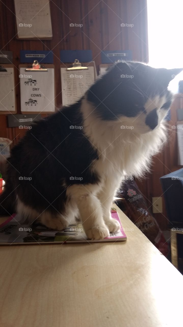 Portrait, Mammal, Dog, One, Pet