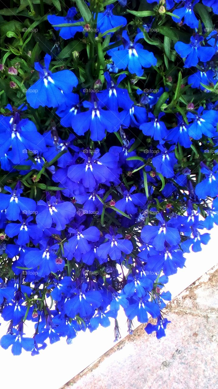Blooming blue wildflower outdoors