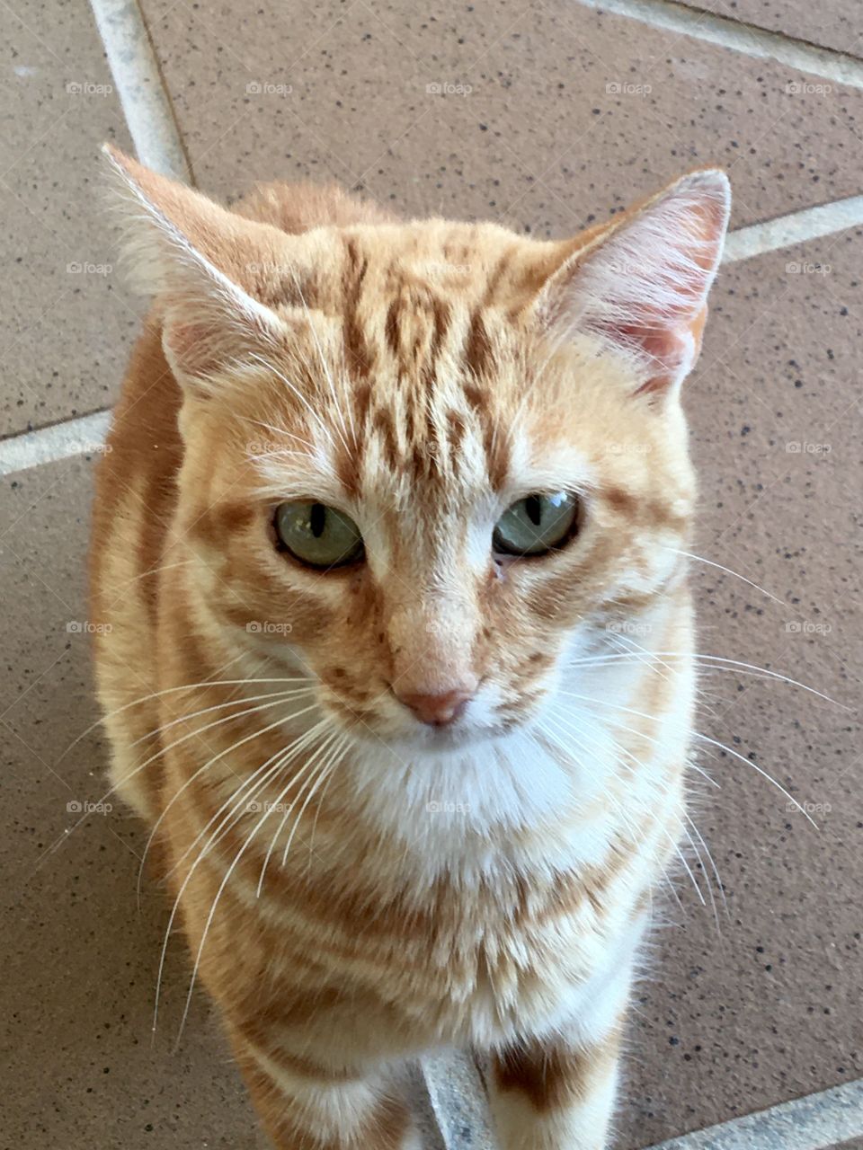 Mysterious cat’s look