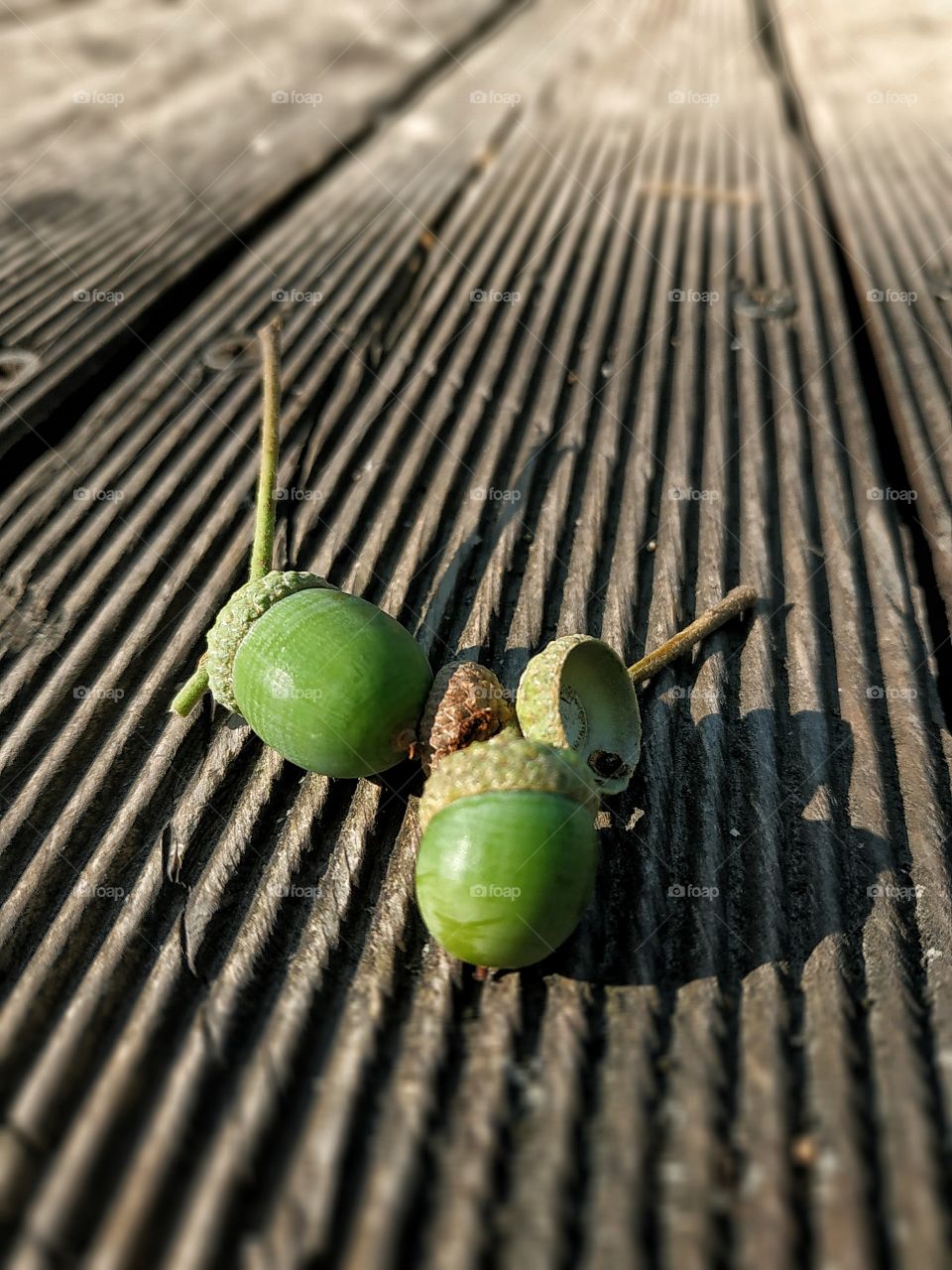 Green acorns.