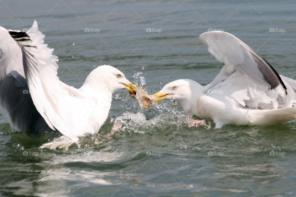 water bird sea seagull by cheesepuff5000