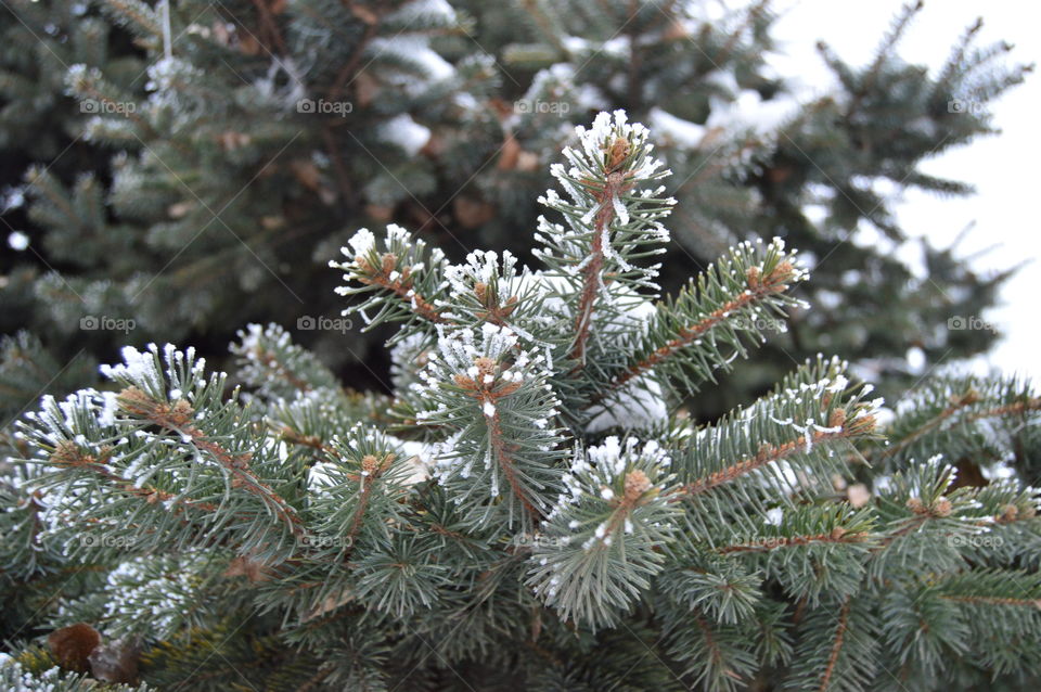 Spruce, tree, snow, needles, winter,
