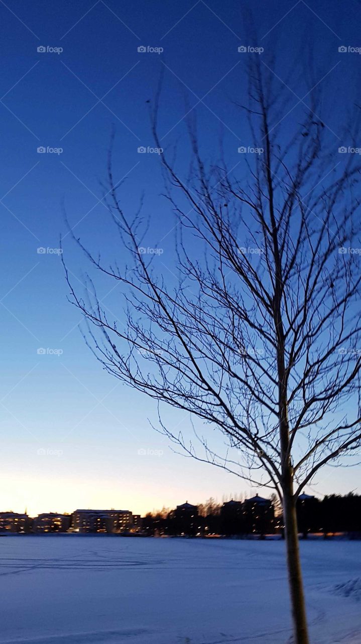 lonley tree in the evening