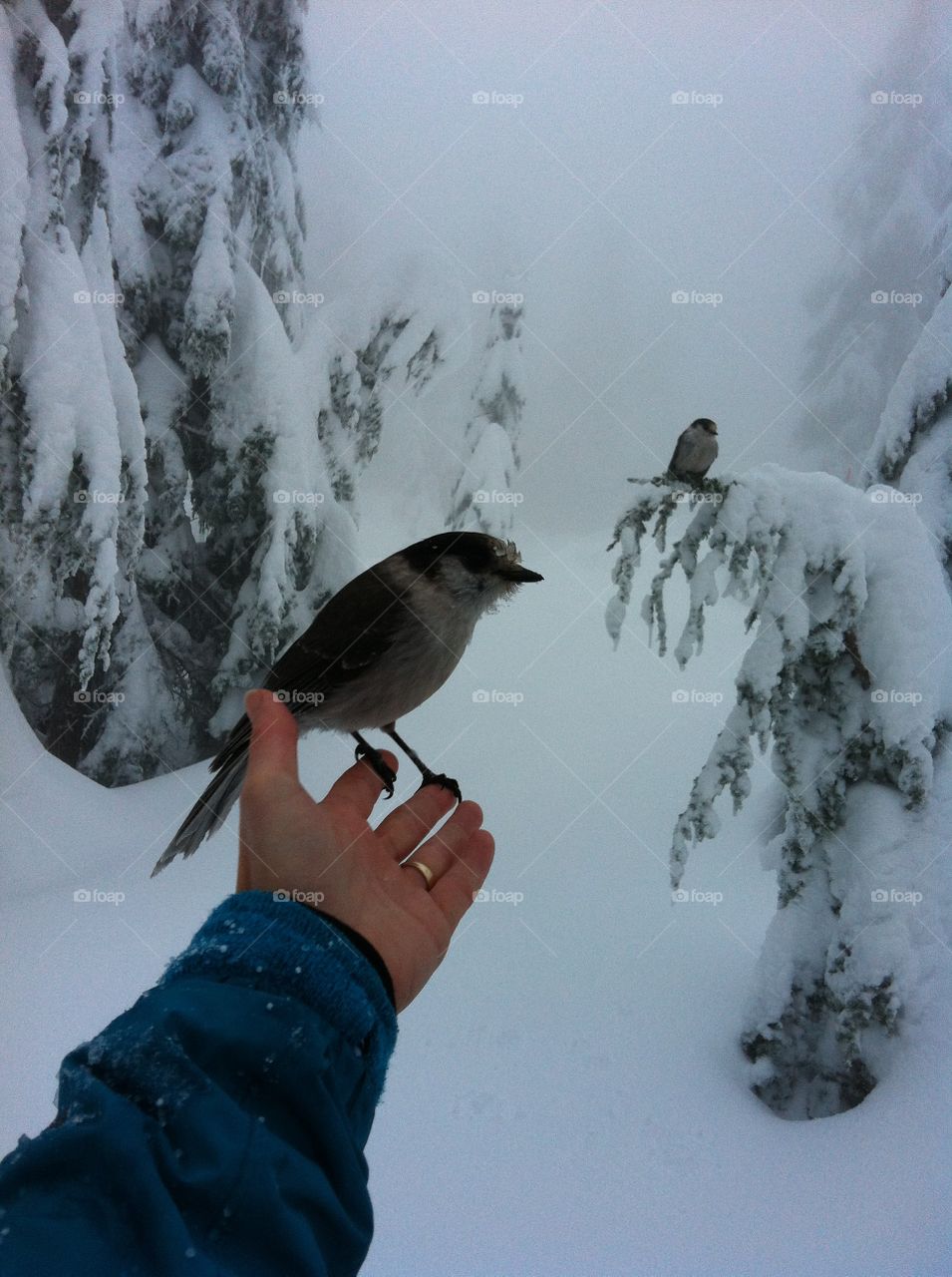 While having lunch on the trails after a great morning of snowshoeing, a few Whisky Jacks decided to fly in for closer observation of my lunch. I decided to offer a few samples, which they gladly accepted.