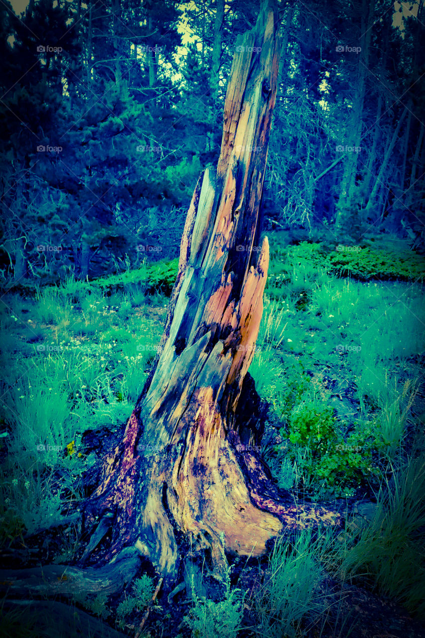 Twisted Tree Stump
