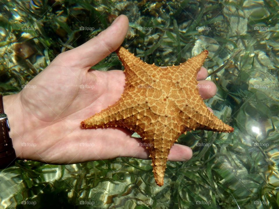 Starfish