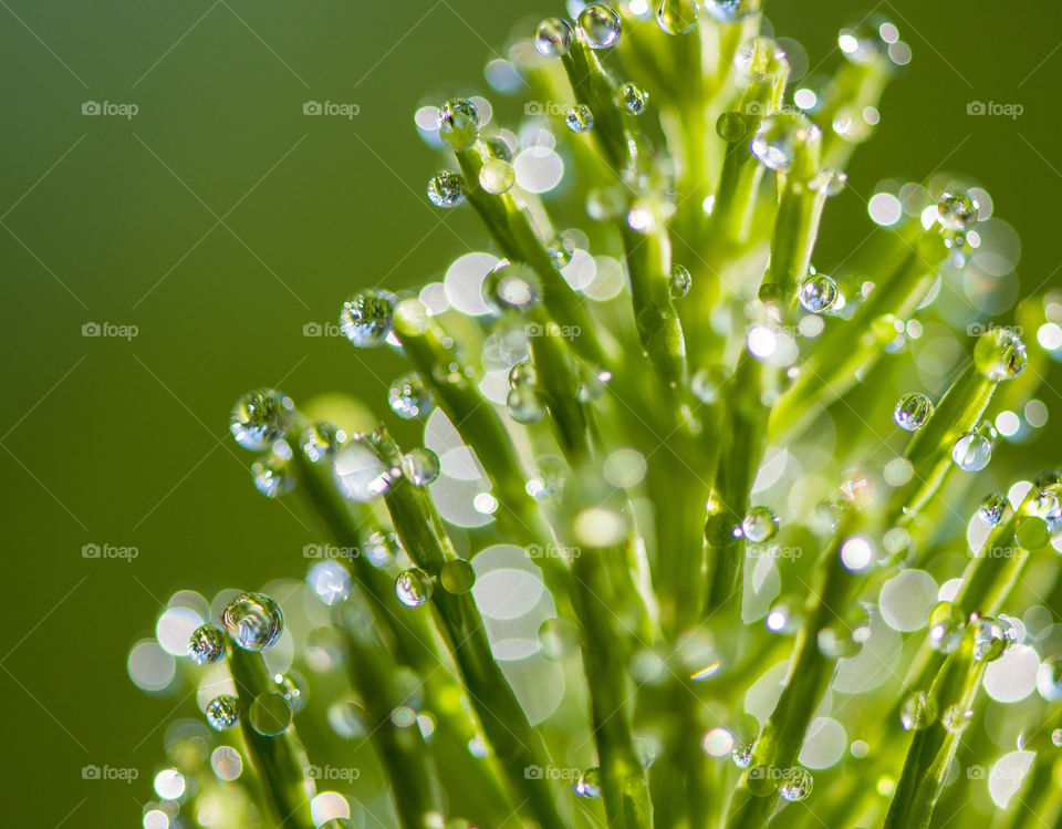 Morning dew on a green wild plant