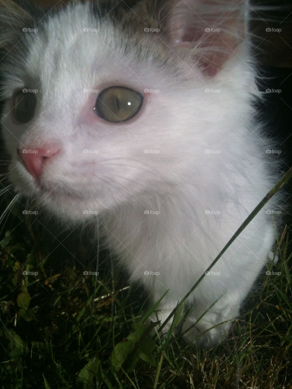 white cat coat eyes by filletanta