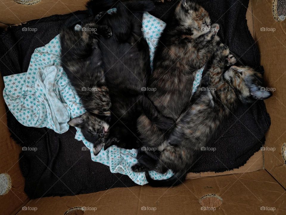 Kittens