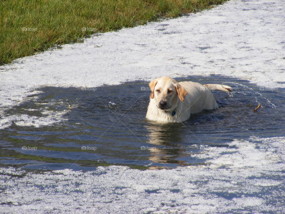 She is surrounded by floating cotton from the cottonwood trees. 