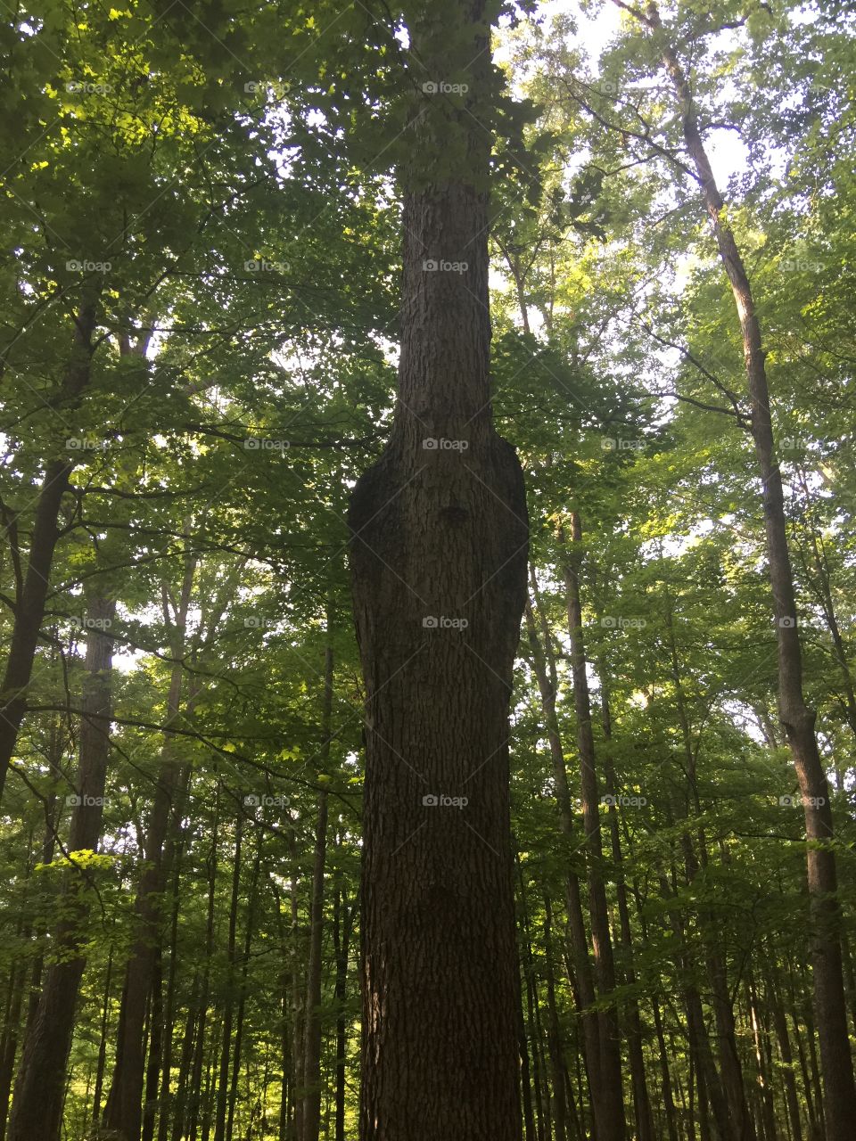 Tree looks like a cobra 