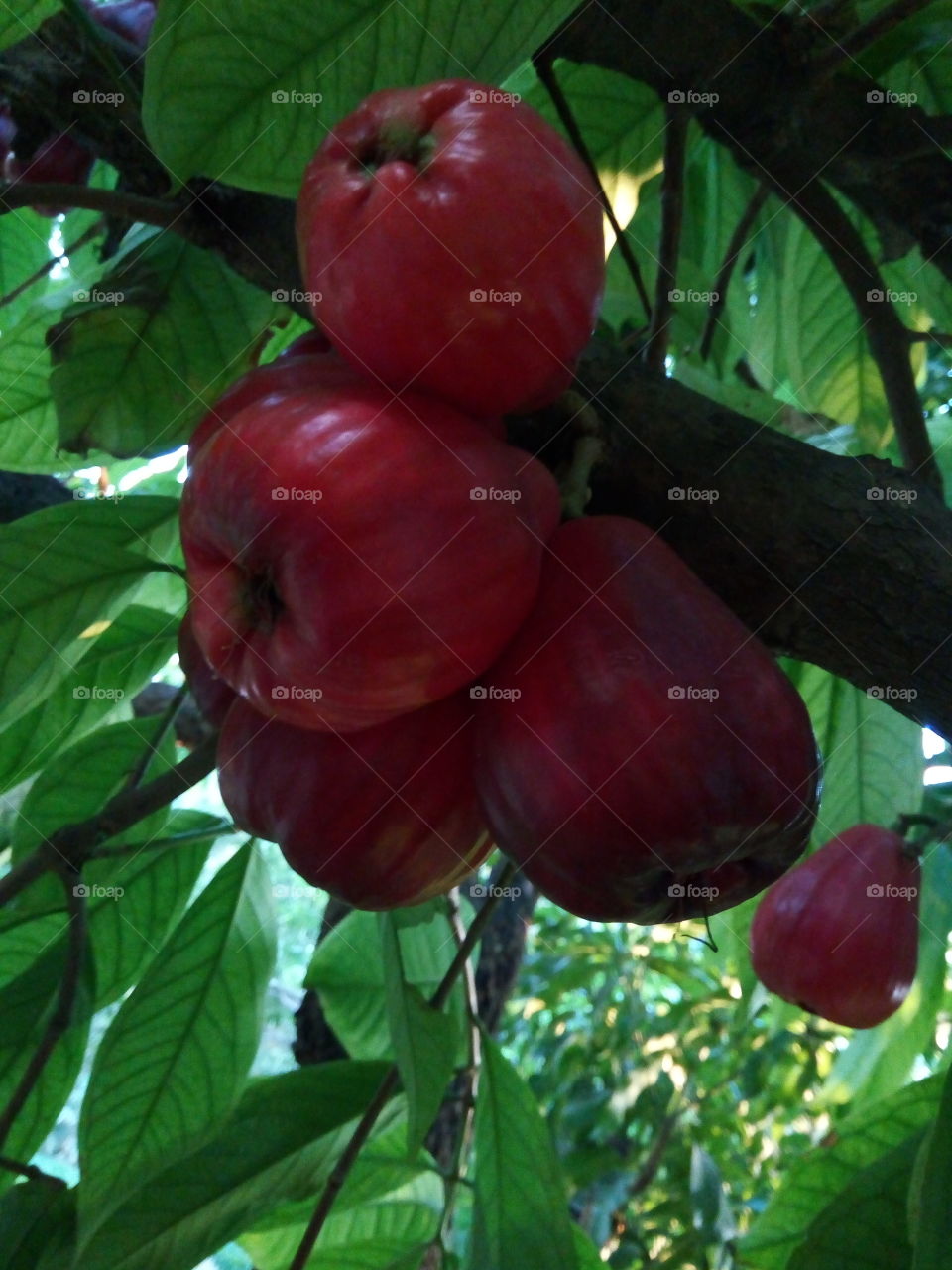 Jamaican apples