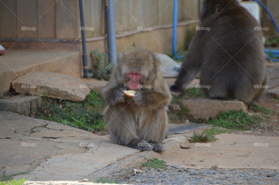 Japanese Monkey Eating