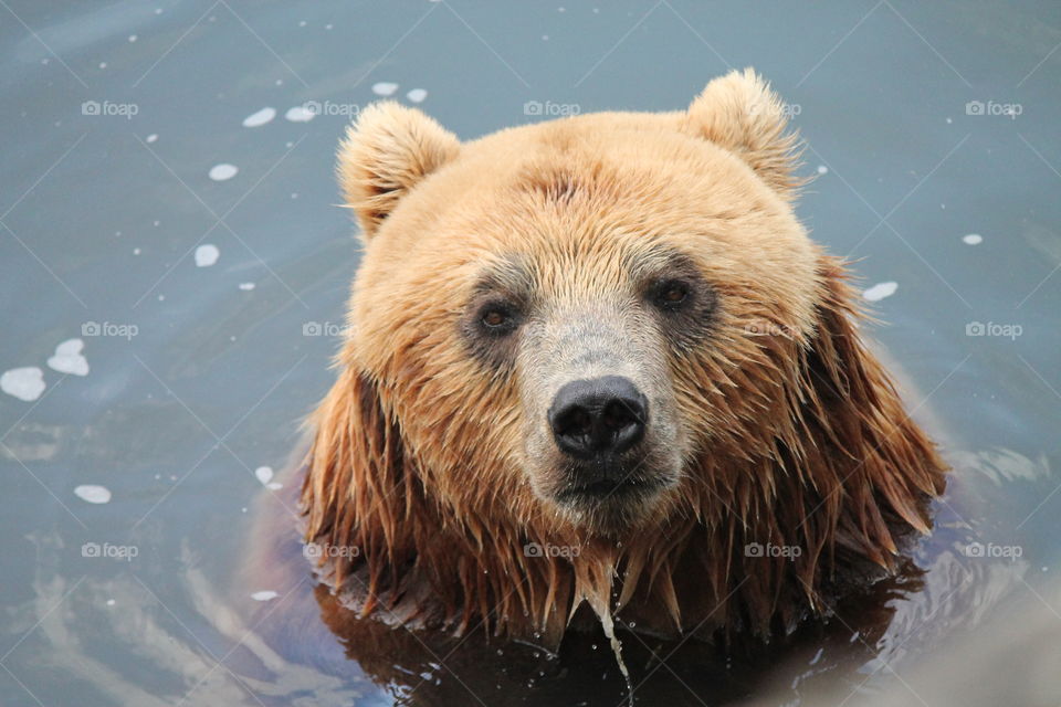 Brown Bear