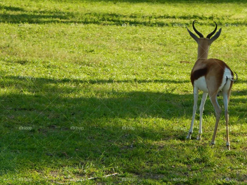 animalkingdom. disneyvacation