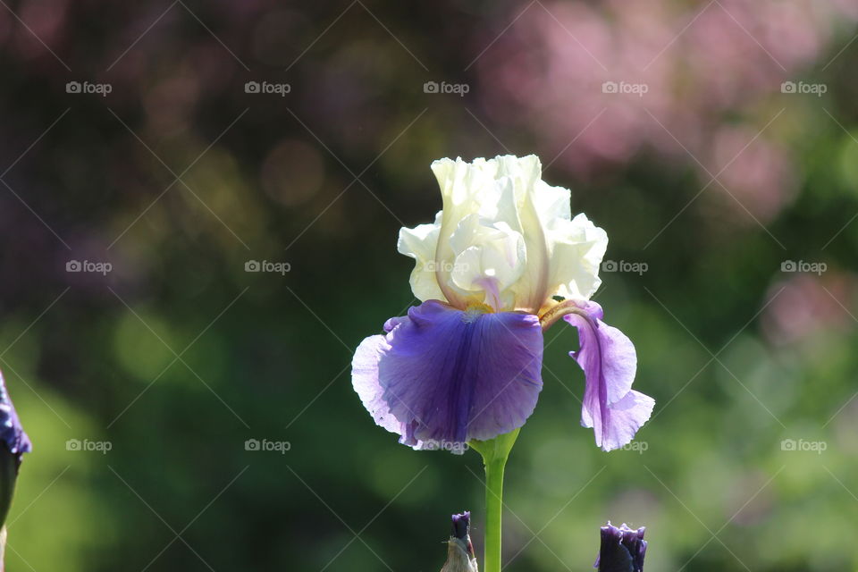 portrait of an iris, glowing in the sun shine in purple and white glory
