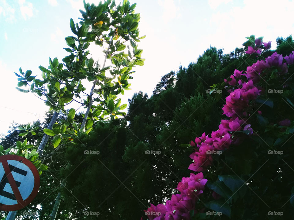 Aos casais enamorados, esse é um muro cheio de inspirações. Todo enfeitado de flores.