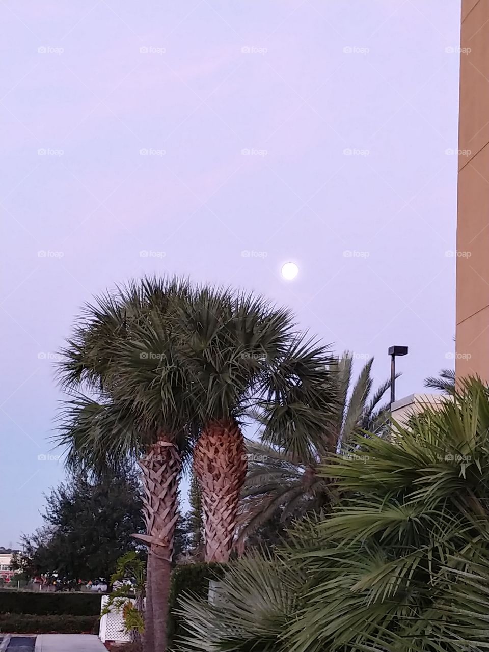 Tampa moon