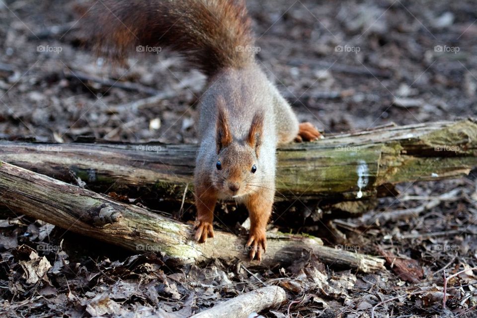 Portrait of squirrel