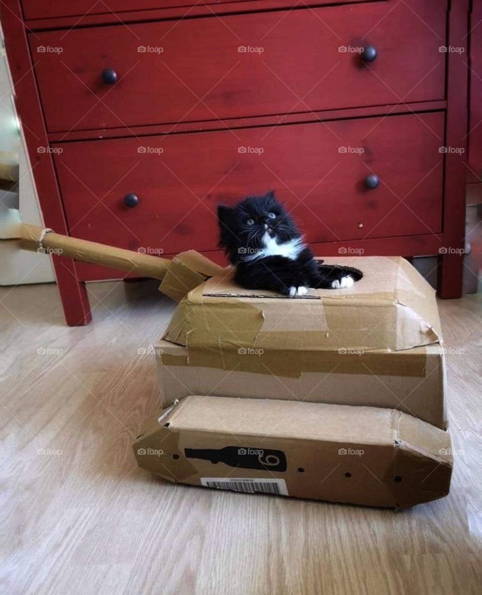 My cat ready for war