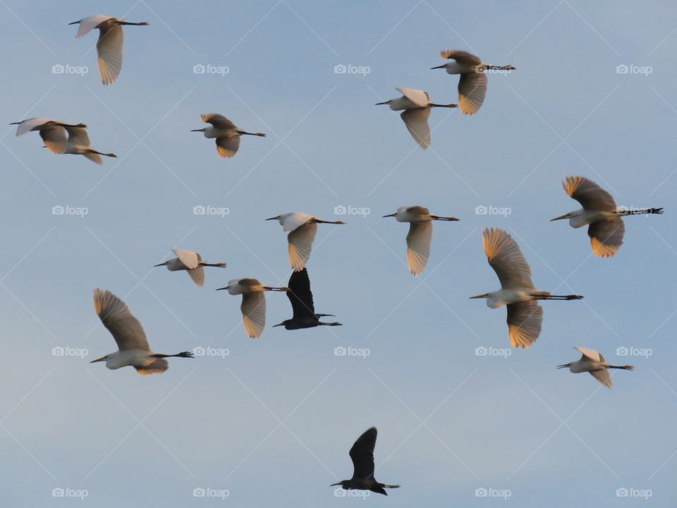 Great egrets in flight