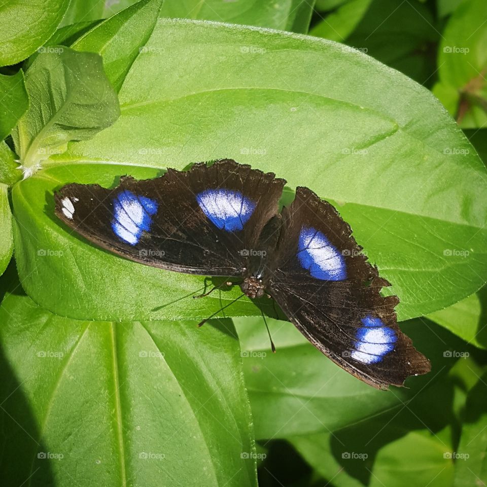 Butterfly, Nature, No Person, Wildlife, Outdoors