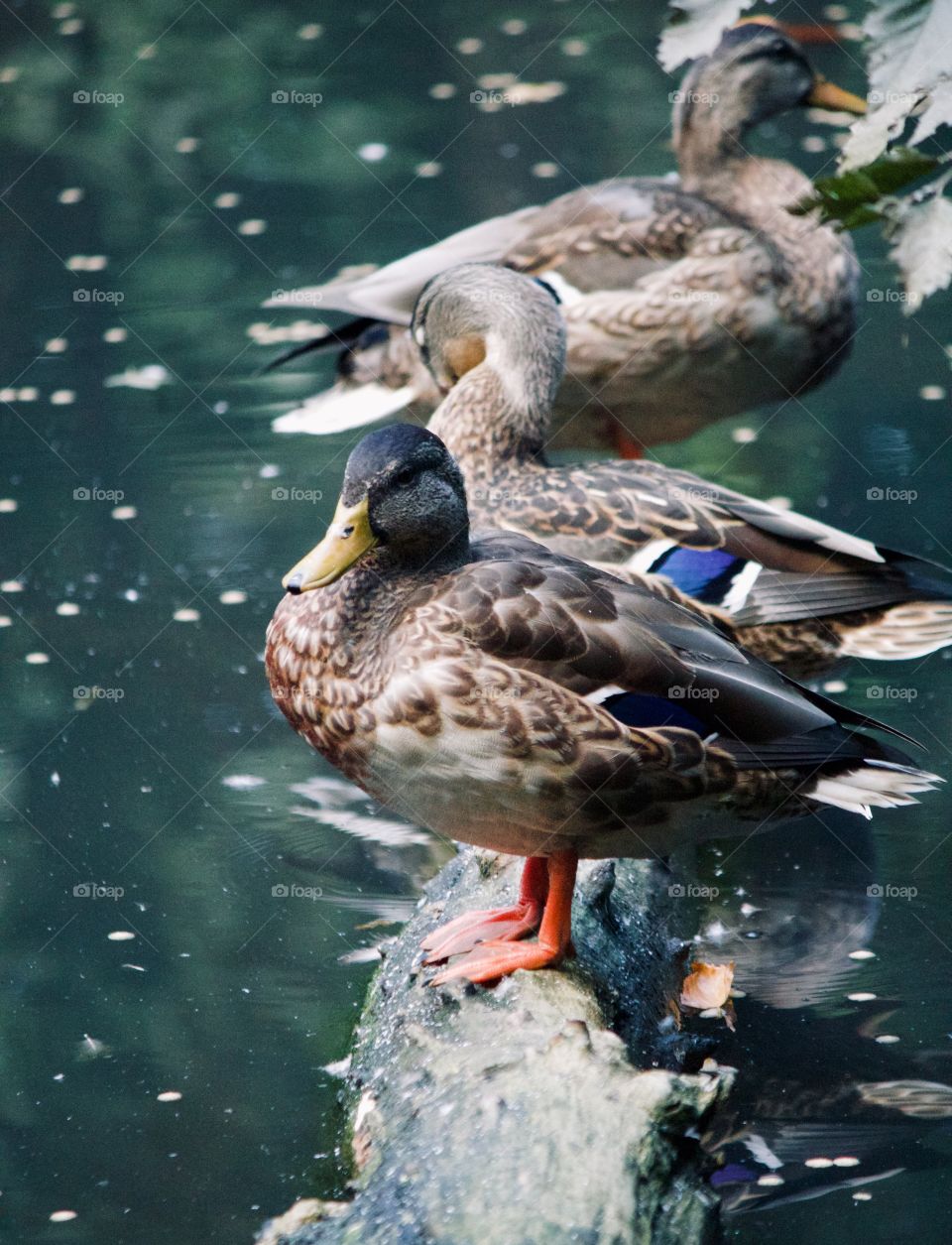 Ducks taking a break on a log in the water 