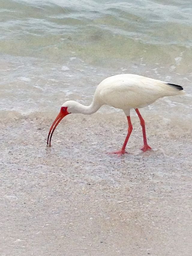 Florida ibis