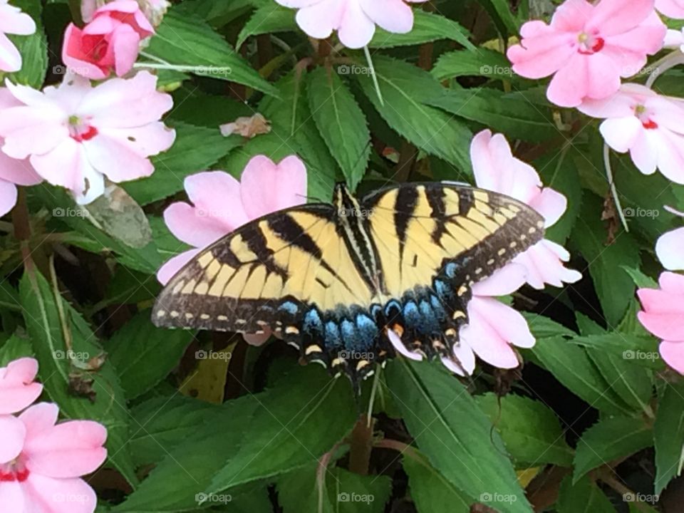 Beautiful butterfly on impatient flower 