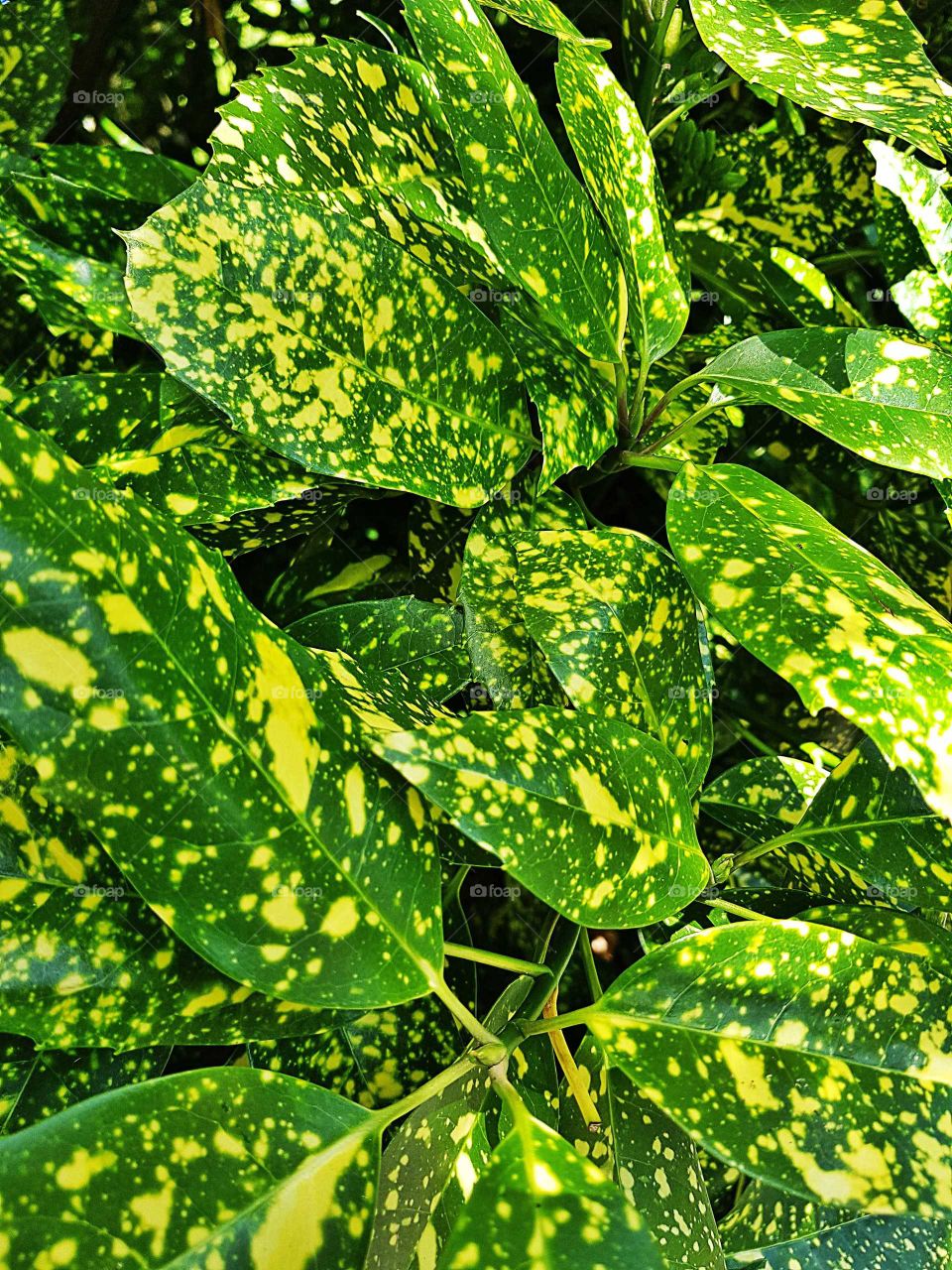 The Yellow and green colors on these leaves are just stand out amazing. It looks like yellow paint has been splattered but this is natural. Lovely.