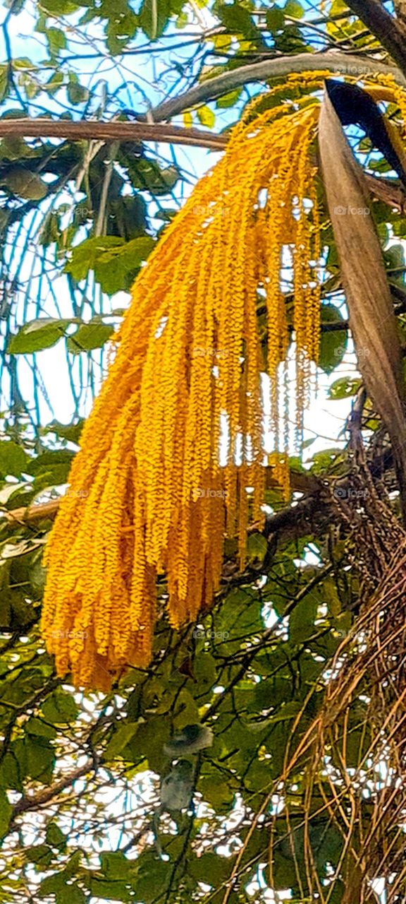 Fishtail palm tree.  Native to the rainforest areas of India, Sri Lanka, Myanmar and Malaysia. Its impressive and different foliage is very attractive, giving a tropical and exotic touch at the same time.