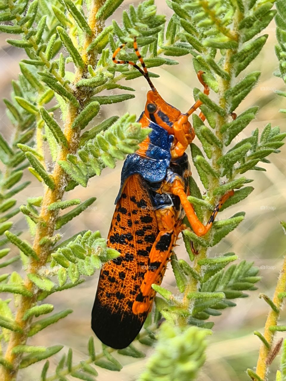 Leichhardt Grasshopper