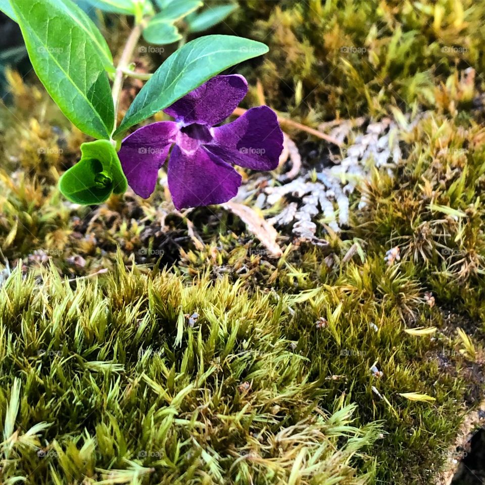 Moss and flowers