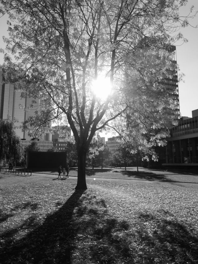 Monochrome Sunset
