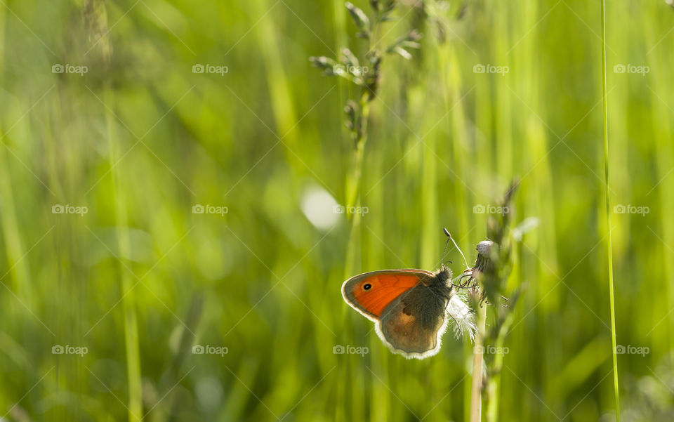 beautiful butterfly on a green grass.