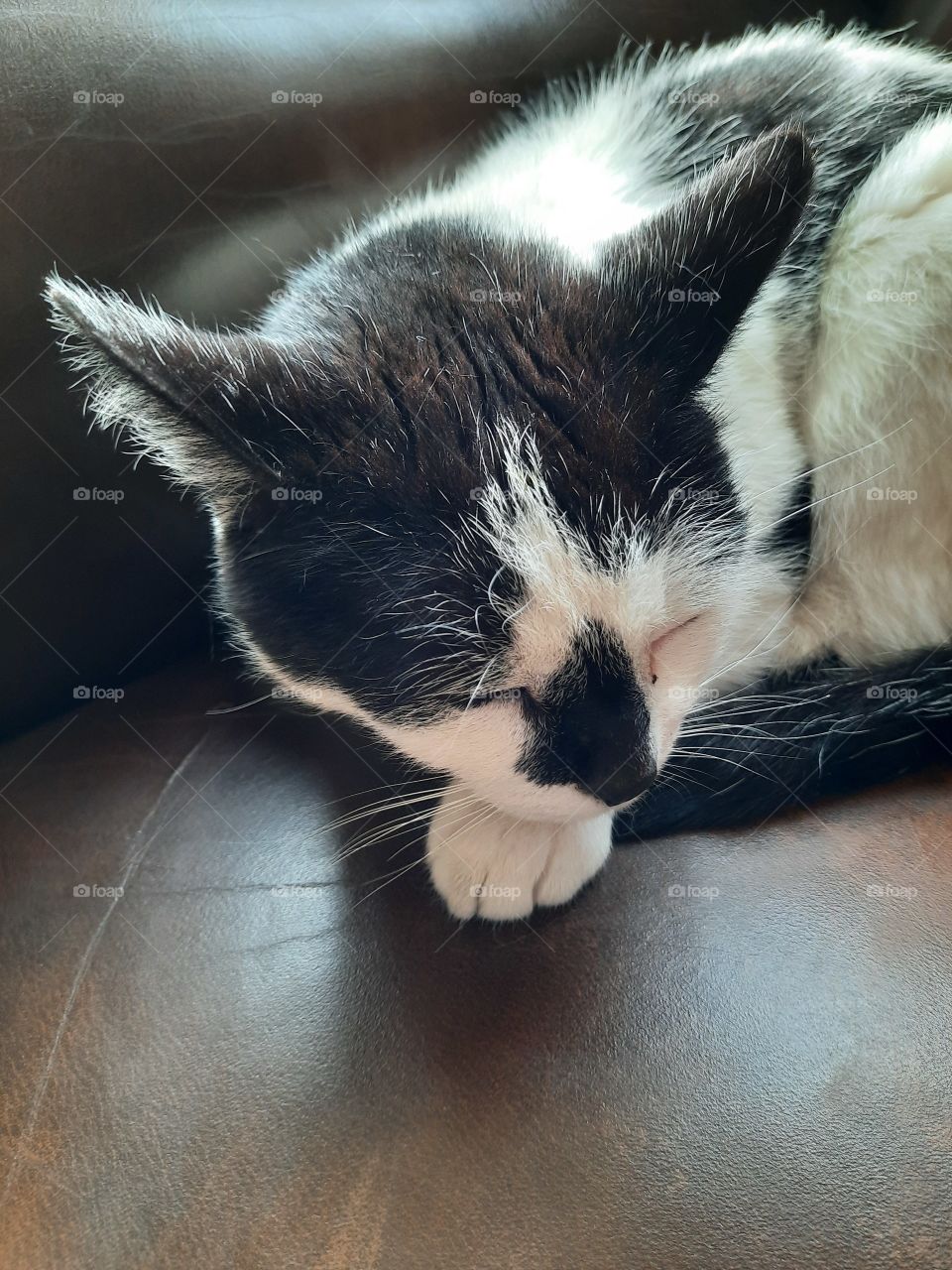 muted colours  - B&W cat sleeping on a leather sofa