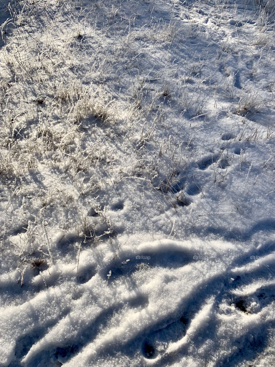 Traces of people and animals in a snowy meadow.