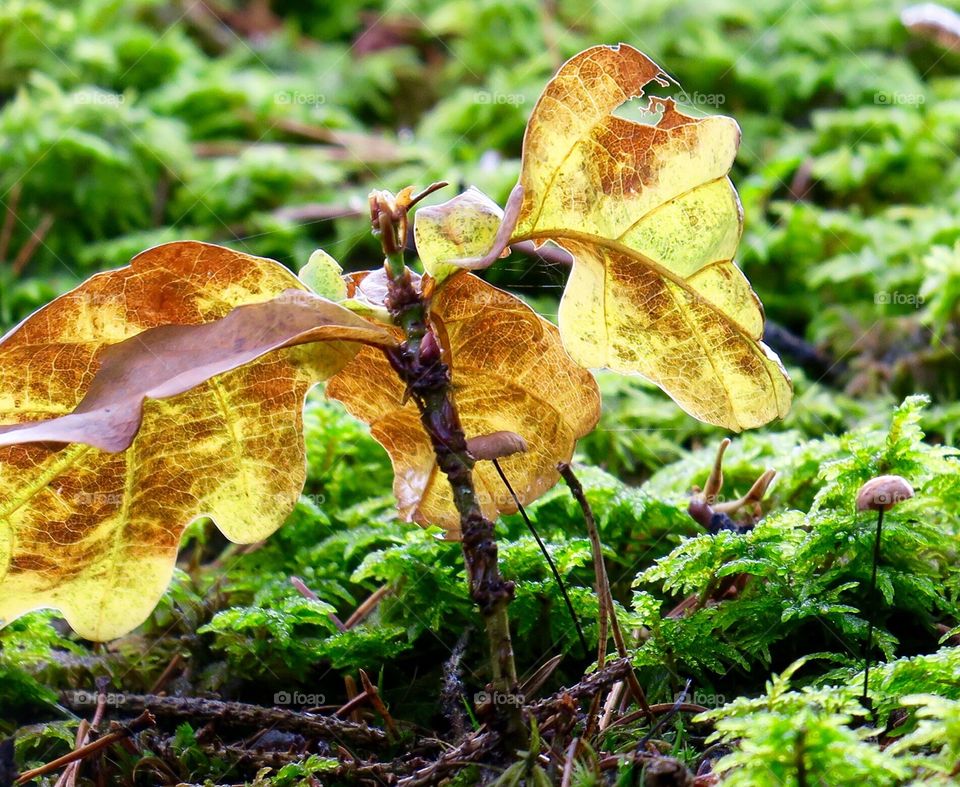 Oak in the wood
