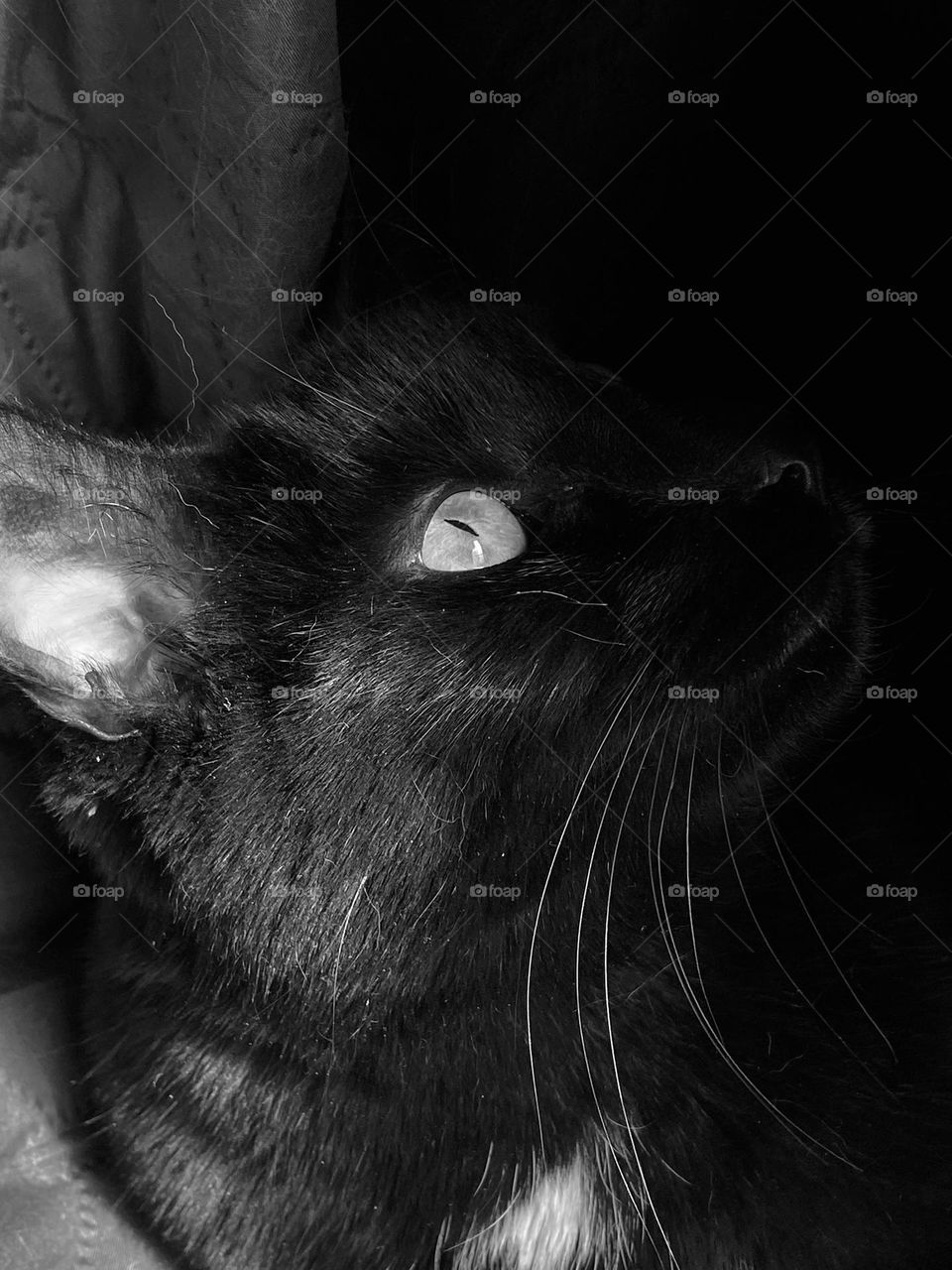 A black cat sitting in shadow